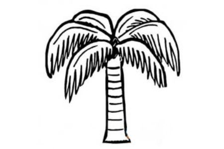 高大笔直的椰子树简笔画图片