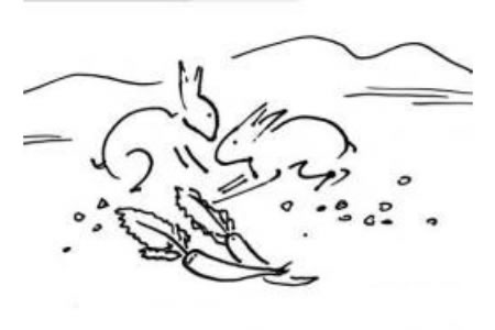 爱吃萝卜的兔子简笔画