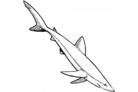 蓝鲨简笔画图片