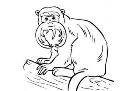 动物简笔画 皇帝绢毛猴简笔画图片