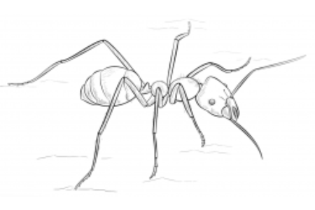 食肉蚂蚁简笔画