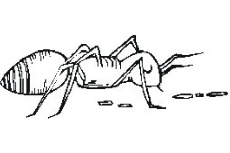 如何画蚂蚁