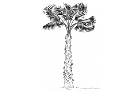 棕榈树的画法
