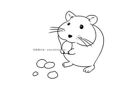 各种种类的老鼠 荷兰鼠