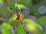 彩色可爱的蜘蛛高清图片