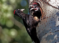 啄木鸟长而尖的嘴巴图片