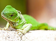 色彩艳丽的冷血动物绿蜥蜴图片