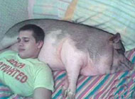 养猪的好处搞笑图片