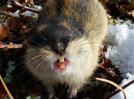 北极旅鼠龇牙咧嘴图片