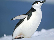 企鹅长颈鹿高清动物组图合集