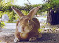 高清呆萌兔子图片动物桌面壁纸
