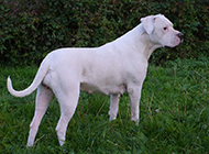 纯白毛色阿根廷杜高犬图片