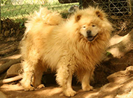 强壮的金黄松狮犬室外图片