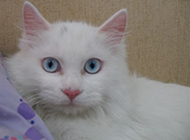 可爱宠物蓝眼白猫图片