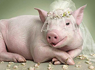 小猪的婚纱照出炉啦