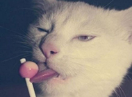 爱吃棒棒糖的猫咪