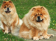 公园玩耍的成年松狮犬图片