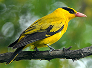 黑枕黄鹂鸟羽衣鲜丽图片