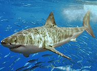 海底大鲨鱼图片壁纸