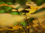 秋天山林优美风景图片壁纸