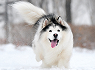 白色雪橇犬雪地奔跑图片