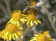 瞬间捕捉蜜蜂采食花粉高清壁纸