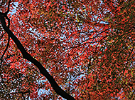 日本的下鸭神社红叶摄影组图
