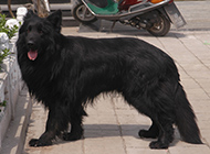 温驯忠实的中国黑熊犬图片