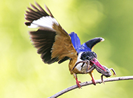 广西荆棘鸟捕食图片欣赏