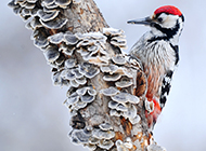 中国啄木鸟图片招人喜爱