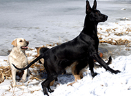 中华黑狼犬冬日雪地玩耍图片