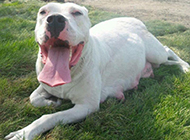 白色大型杜高犬图片