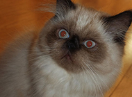 喜马拉雅种猫惊讶呆愣表情图片