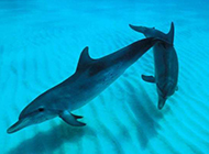 海洋中爱嬉闹的海豚图片