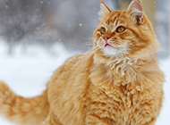 雪地上的美国金虎斑猫图片