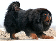 狮系藏獒犬霸气姿态图片