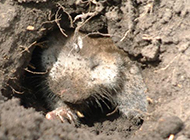 草原鼢鼠挖地洞图片