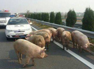 高速路上运猪车侧翻 导致30头猪乱跑5小时
