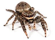 宠物蜘蛛微距高清图片