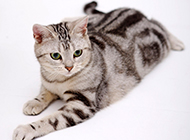美国短毛猫银虎斑神气图片