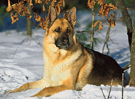 雪地上的德国牧羊犬图片欣赏