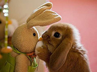 可爱淘气的小兔子图片