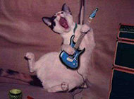 摇滚猫搞怪爆笑图片