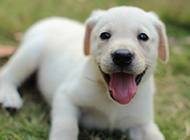 三个月拉布拉多犬吐舌头表情图片