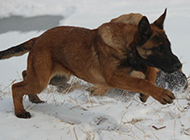 在雪地奔跑的比利时马犬图片