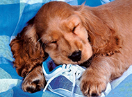 可卡犬甜美睡姿的图片