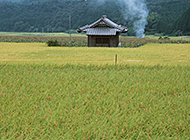 清新自然的水稻田组图欣赏