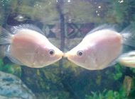两条接吻鱼幸福浪漫图片