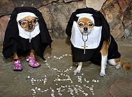 狗狗变身修女搞笑图