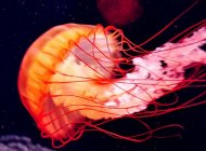 深海浪漫唯美水母精致美图集